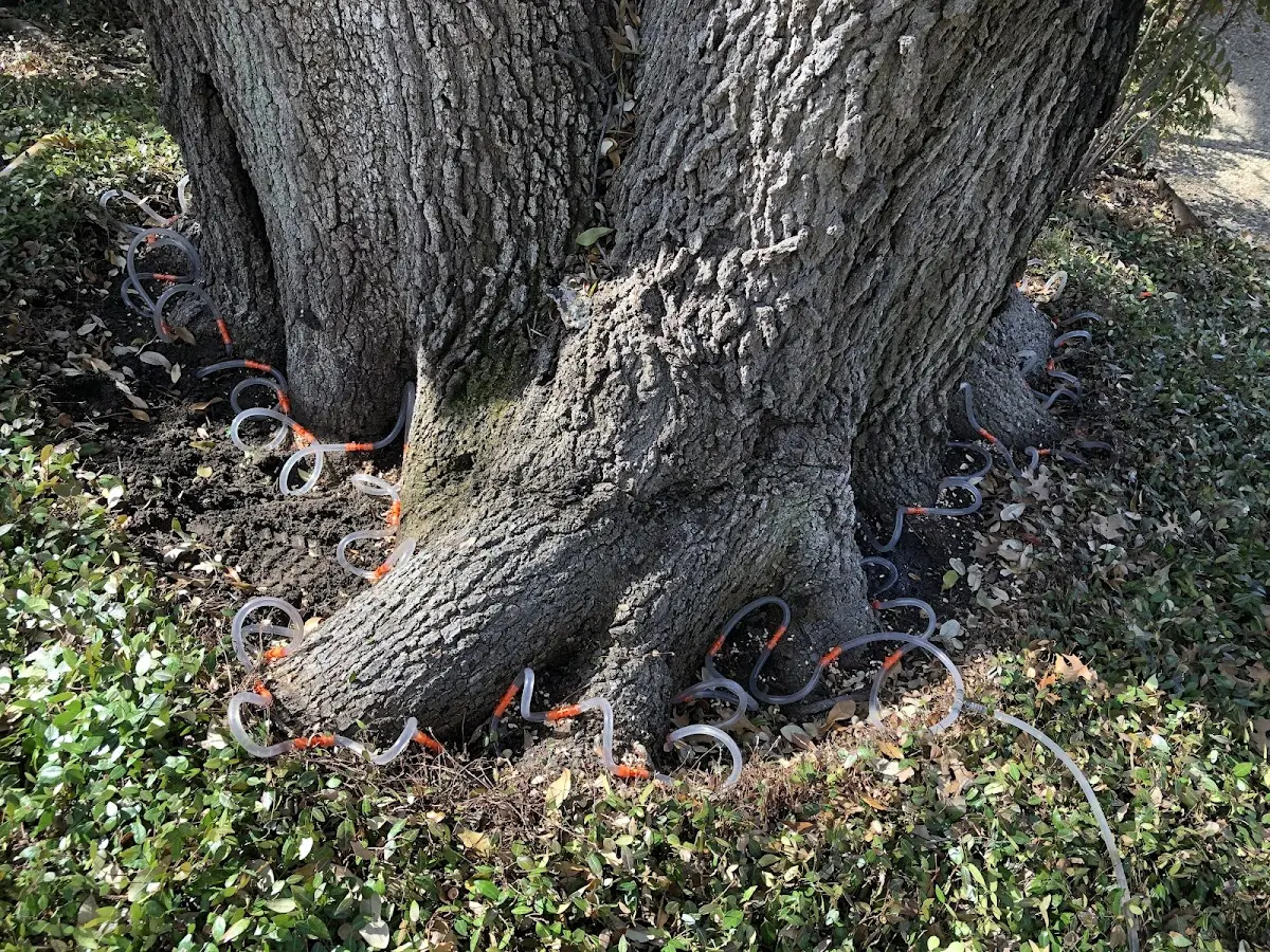 Detailed Tree Cabling and Bracing job site in Emlyn